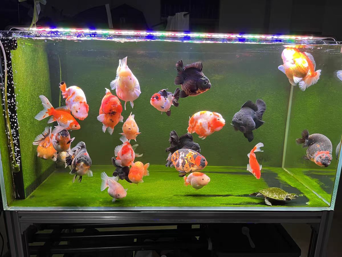 Aquarium Light With Optical Le - Marine Aquarium In Clearwater recension och pris